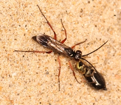Agenioideus cinctellus