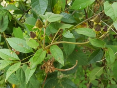 Gonolobus chloranthus