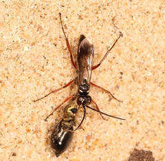 Agenioideus cinctellus