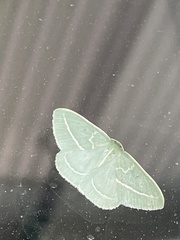 Chlorocoma stereota