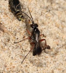 Agenioideus cinctellus