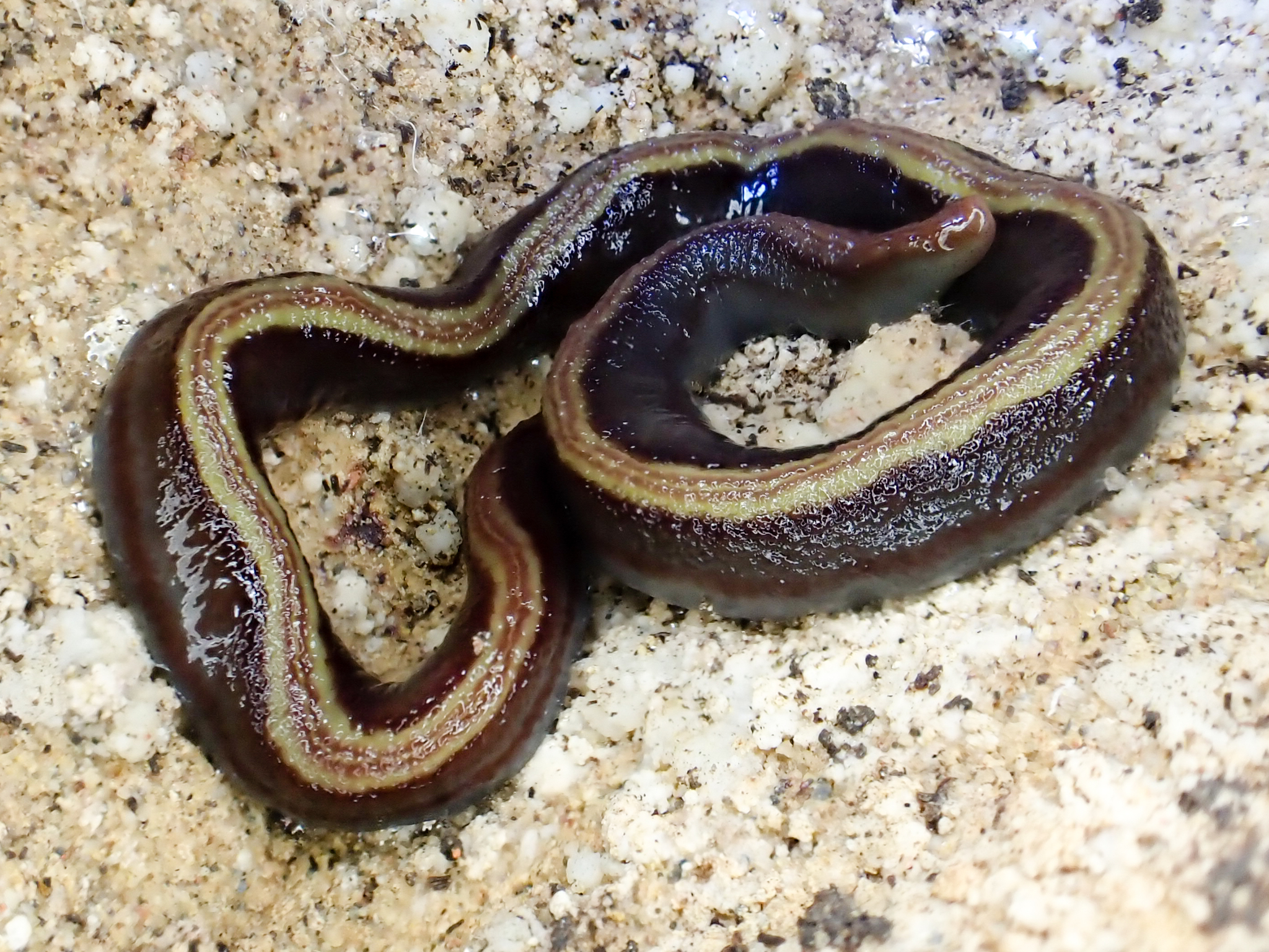 two-tone planarian (Caenoplana variegata)  iNaturalist