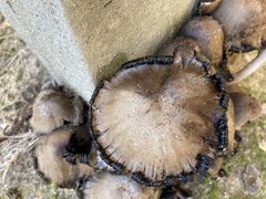 Coprinopsis atramentaria