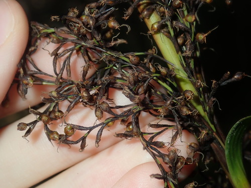 Image of Gahnia clarkei by (c) Thomas Mesaglio, some rights reserved (CC BY)