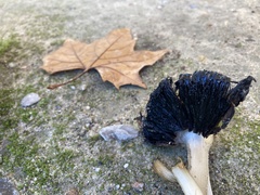 Coprinopsis atramentaria