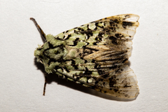Meterana exquisita