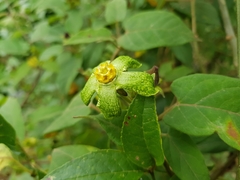 Gonolobus chloranthus