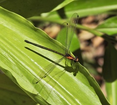 Austroargiolestes aureus
