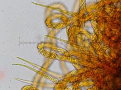 Trichia crateriformis