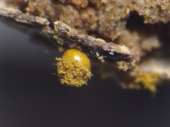 Trichia crateriformis