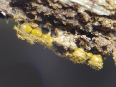 Trichia crateriformis