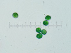 Trichia crateriformis