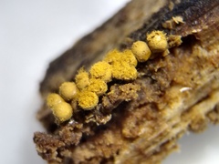 Trichia crateriformis