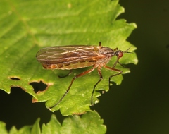 Empis punctata