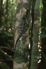 Acanthosaura cardamomensis