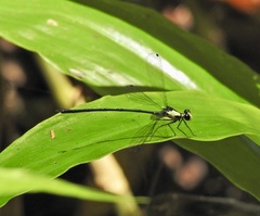 Austroargiolestes aureus