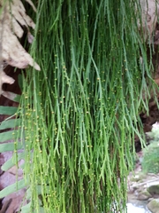 Psilotum complanatum