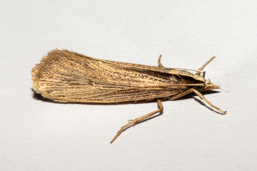 Proditrix
