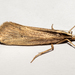 Proditrix megalynta - Photo no rights reserved, uploaded by Carey-Knox-Southern-Scales