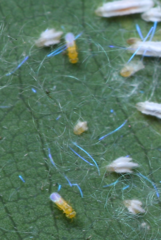 Aphelinidae