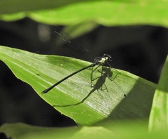 Austroargiolestes aureus