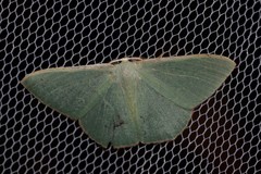 Prasinocyma semicrocea