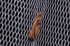 Statherotis euryphaea