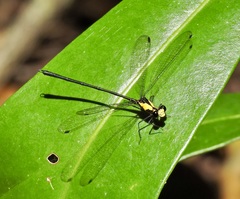 Austroargiolestes aureus