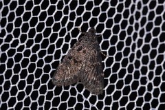 Araeopaschia demotis