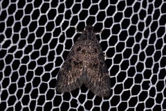 Araeopaschia demotis