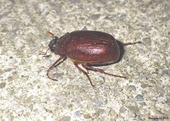 Phyllophaga rugosa