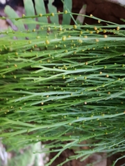 Psilotum complanatum