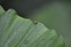 Epilachna decemguttata