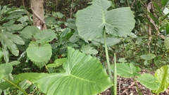 Epilachna decemguttata