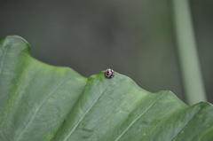 Epilachna decemguttata