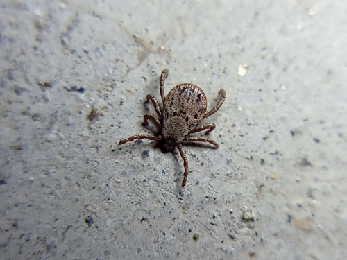 Pacific Coast Tick