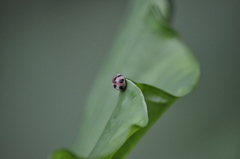 Epilachna decemguttata