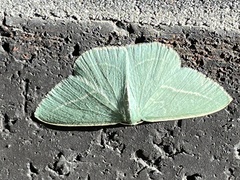 Chlorocoma stereota