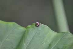 Epilachna decemguttata