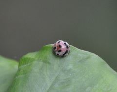 Epilachna decemguttata