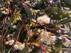 Eucalyptus porosa
