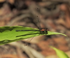 Austroargiolestes aureus