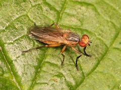 Pherbellia dubia