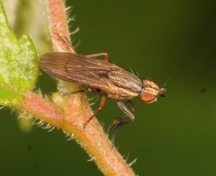 Pherbellia cinerella