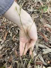 Burchardia umbellata