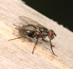 Phyto melanocephala