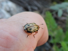 Chrysomela texana