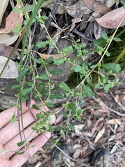 Xanthosia tridentata