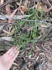 Xanthosia tridentata
