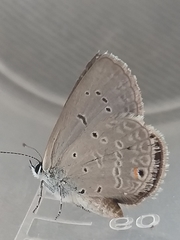 Eicochrysops messapus